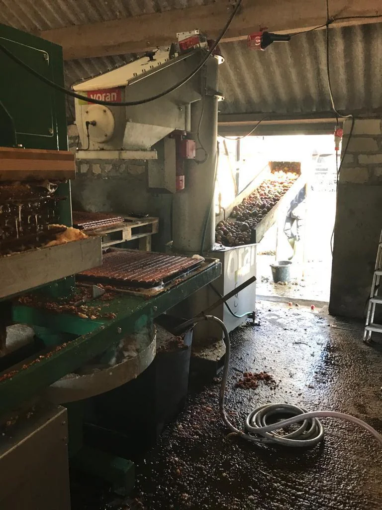 Organic cider apples moving through the mill at King Brain