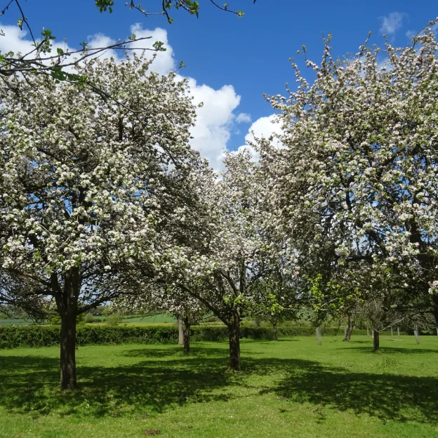 Traditional cider orchard at Little Weston Farm