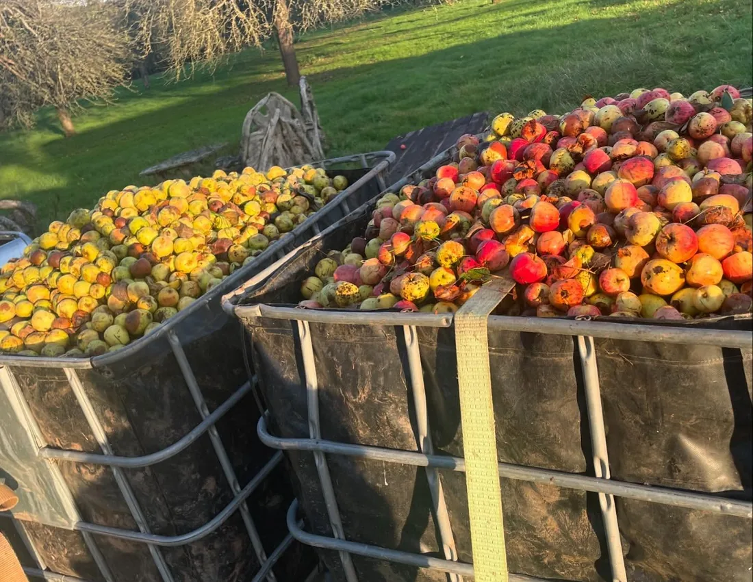 Bins filled with mixed Somerset cider apples after harvest