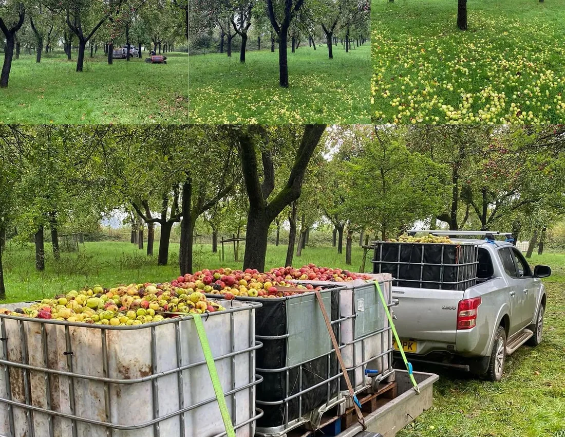Cider apples collected from a traditional orchard for Loader’s Cider