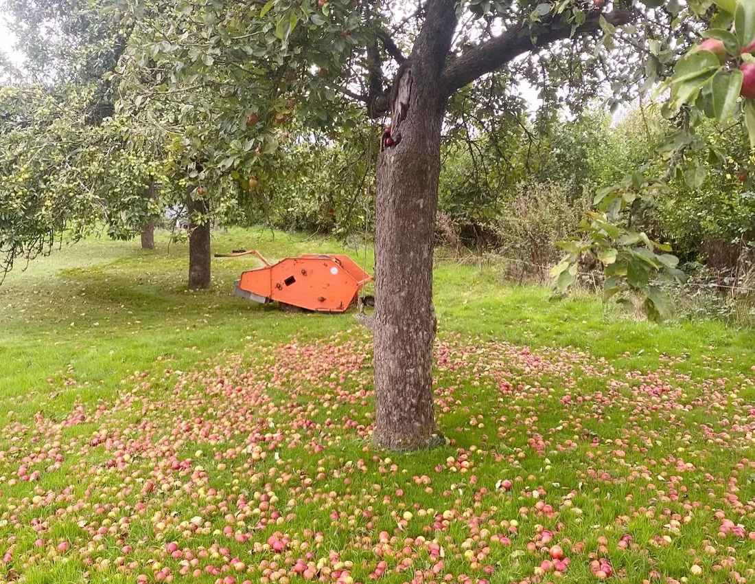 Traditional Somerset orchard trees carrying ripe cider apples