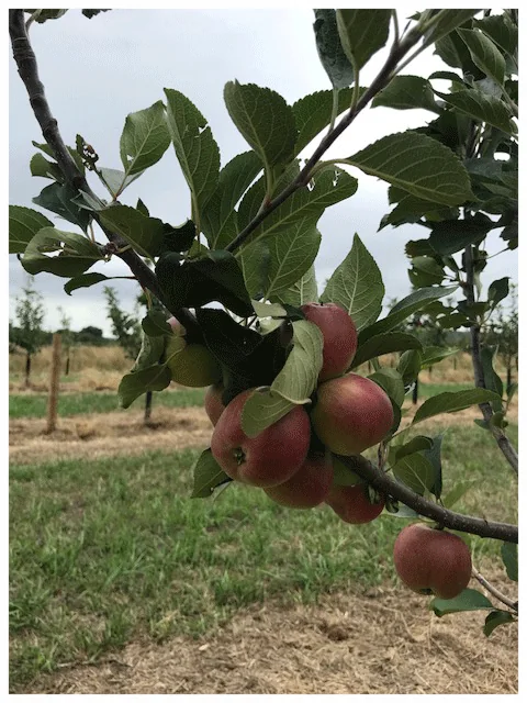 Angela cider apples grown in the Wady’s orchard