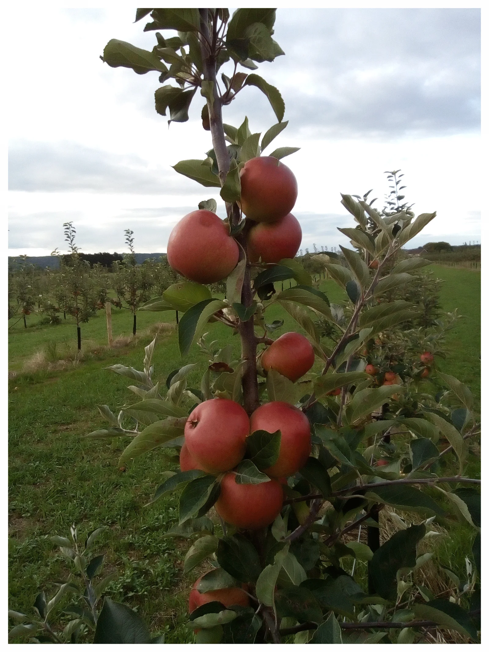 Dabinett cider apples grown by Wady’s Cider
