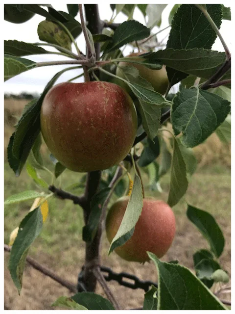 Red Falstaff apples grown in the Wady’s orchard
